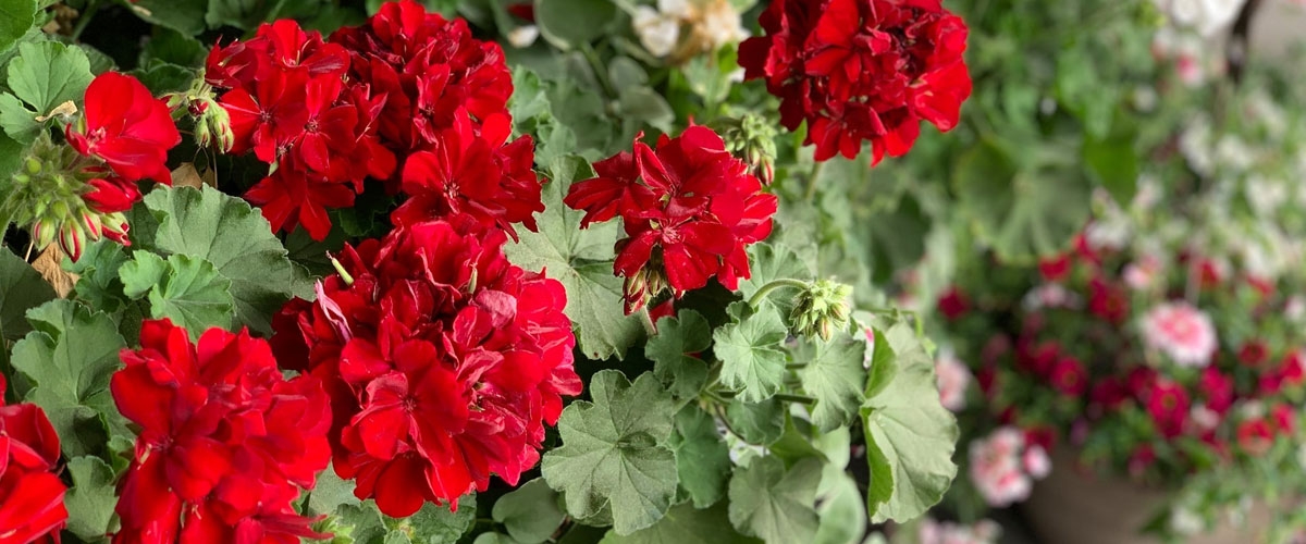 Les Isle Rose RI Gift Store Gift Baskets Floral Wedding Jewelry Fashion